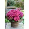 BAUHAUS Bauernhortensie Hydrangea Macrophylla 'Red Reggae'®, Topfvolumen: 5 L, Rot -Gartenpflanzen Verkäufe 12 1296