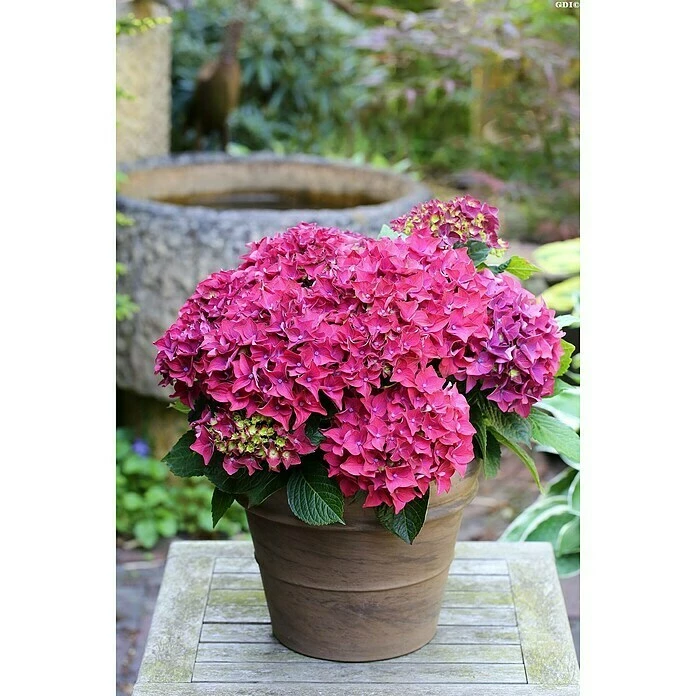 BAUHAUS Bauernhortensie Hydrangea Macrophylla 'Red Reggae'®, Topfvolumen: 5 L, Rot 3 BAUHAUS Bauernhortensie Hydrangea Macrophylla 'Red Reggae'®, Topfvolumen: 5 L, Rot