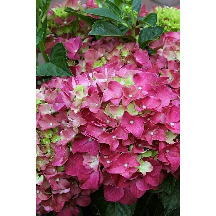 BAUHAUS Bauernhortensie Hydrangea Macrophylla 'Red Reggae'®, Topfvolumen: 5 L, Rot 4 BAUHAUS Bauernhortensie Hydrangea Macrophylla 'Red Reggae'®, Topfvolumen: 5 L, Rot – Bild 2
