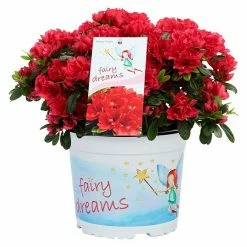 BAUHAUS Piardino Japanische Azalee Fairy Dreams Rhododendron Obtusum 'Fairy Dreams', Topfgröße: 17 Cm, Artenabhängig 7 BAUHAUS Piardino Japanische Azalee Fairy Dreams Rhododendron Obtusum 'Fairy Dreams', Topfgröße: 17 Cm, Artenabhängig -Gartenpflanzen Verkäufe 12 13