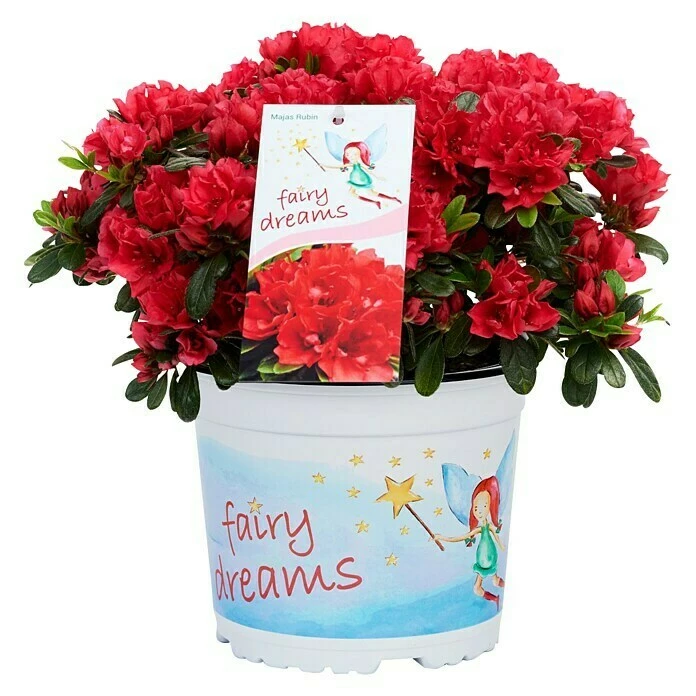 BAUHAUS Piardino Japanische Azalee Fairy Dreams Rhododendron Obtusum 'Fairy Dreams', Topfgröße: 17 Cm, Artenabhängig 5 BAUHAUS Piardino Japanische Azalee Fairy Dreams Rhododendron Obtusum 'Fairy Dreams', Topfgröße: 17 Cm, Artenabhängig – Bild 3