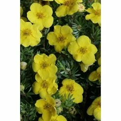 BAUHAUS Fingerstrauch Potentilla Fruticosa 'Kobold', Gelb