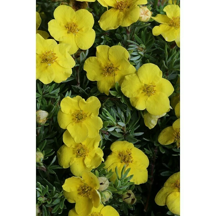 BAUHAUS Fingerstrauch Potentilla Fruticosa 'Kobold', Gelb 3 BAUHAUS Fingerstrauch Potentilla Fruticosa 'Kobold', Gelb