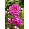 BAUHAUS Piardino Kletterrose Rosa Hybride 'Westerland ®' -Gartenpflanzen Verkäufe 12 1300