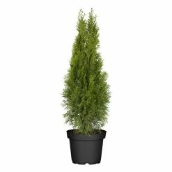 BAUHAUS Piardino Lebensbaum Thuja Occidentalis 'Smaragd', Topfgröße: 19 Cm