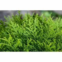 BAUHAUS Piardino Lebensbaum Thuja Occidentalis 'Smaragd', Topfgröße: 19 Cm -Gartenpflanzen Verkäufe 12 1305