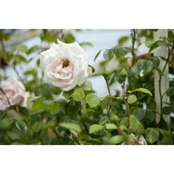BAUHAUS Piardino Kletterrose Rosa Hybride 'Schneewalzer ®'