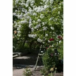 BAUHAUS Piardino Kletterrose Rosa Hybride 'Schneewalzer ®' -Gartenpflanzen Verkäufe 12 1308