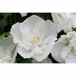 BAUHAUS Garteneibisch Hibiscus Syriacus 'White Pillar'®(S), Aktuelle Wuchshöhe: 40 Cm - 60 Cm