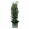 BAUHAUS Blaue Scheinzypresse Chamaecyparis Lawsoniana 'Columnaris', Aktuelle Wuchshöhe: 60 Cm - 80 Cm -Gartenpflanzen Verkäufe 12 131