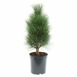 BAUHAUS Schwarzkiefer Pinus Nigra 'Green Tower', Aktuelle Wuchshöhe: 50 Cm - 70 Cm