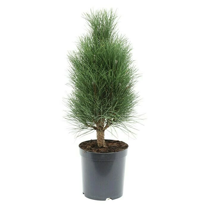 BAUHAUS Schwarzkiefer Pinus Nigra 'Green Tower', Aktuelle Wuchshöhe: 50 Cm - 70 Cm 3 BAUHAUS Schwarzkiefer Pinus Nigra 'Green Tower', Aktuelle Wuchshöhe: 50 Cm - 70 Cm