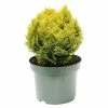 BAUHAUS Lawsons Scheinzypresse Chamaecyparis Lawsoniana 'Minima Aurea', Aktuelle Wuchshöhe: 15 Cm - 20 Cm 1 BAUHAUS Lawsons Scheinzypresse Chamaecyparis Lawsoniana 'Minima Aurea', Aktuelle Wuchshöhe: 15 Cm - 20 Cm -Gartenpflanzen Verkäufe 12 1312