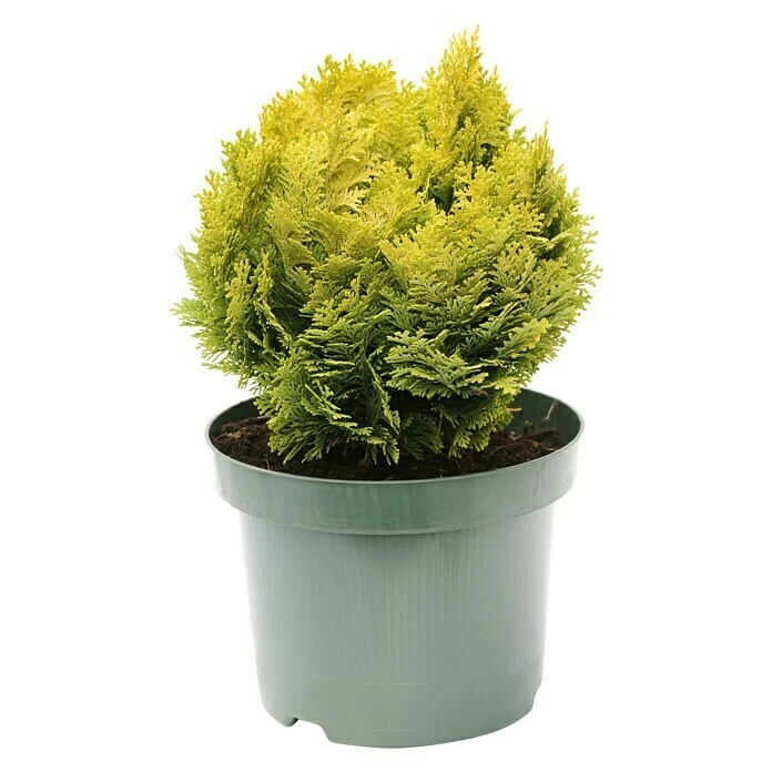 BAUHAUS Lawsons Scheinzypresse Chamaecyparis Lawsoniana 'Minima Aurea', Aktuelle Wuchshöhe: 15 Cm - 20 Cm 3 BAUHAUS Lawsons Scheinzypresse Chamaecyparis Lawsoniana 'Minima Aurea', Aktuelle Wuchshöhe: 15 Cm - 20 Cm