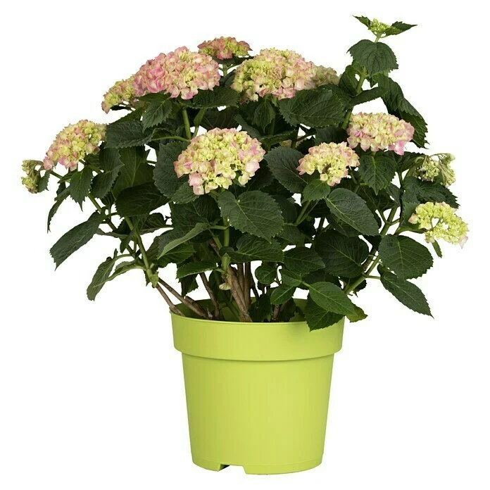 BAUHAUS Piardino Bauernhortensie Hydrangea Macrophylla, Rosa, Topfvolumen: 5 L 3 BAUHAUS Piardino Bauernhortensie Hydrangea Macrophylla, Rosa, Topfvolumen: 5 L