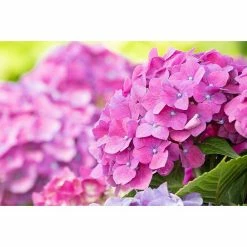 BAUHAUS Piardino Bauernhortensie Hydrangea Macrophylla, Rosa, Topfvolumen: 5 L 7 BAUHAUS Piardino Bauernhortensie Hydrangea Macrophylla, Rosa, Topfvolumen: 5 L -Gartenpflanzen Verkäufe 12 1315