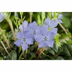 BAUHAUS Piardino Kleinblättriges Immergrün Vinca Minor, Topfgröße: 9 Cm, Blau 5 BAUHAUS Piardino Kleinblättriges Immergrün Vinca Minor, Topfgröße: 9 Cm, Blau -Gartenpflanzen Verkäufe 12 1317