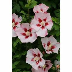 BAUHAUS Garteneibisch Stämmchen Hibiscus Syriacus 'Hamabo', Aktuelle Wuchshöhe: 60 Cm - 80 Cm