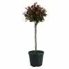 BAUHAUS Piardino Glanzmispel Red Robin Photinia Fraseri 'Red Robin', Topfvolumen: 15 L 2 BAUHAUS Piardino Glanzmispel Red Robin Photinia Fraseri 'Red Robin', Topfvolumen: 15 L -Gartenpflanzen Verkäufe 12 1319