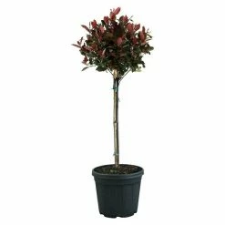 BAUHAUS Piardino Glanzmispel Red Robin Photinia Fraseri 'Red Robin', Topfvolumen: 15 L