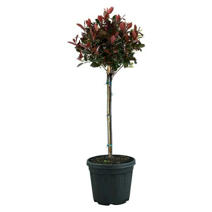 BAUHAUS Piardino Glanzmispel Red Robin Photinia Fraseri 'Red Robin', Topfvolumen: 15 L 3 BAUHAUS Piardino Glanzmispel Red Robin Photinia Fraseri 'Red Robin', Topfvolumen: 15 L