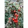 BAUHAUS Teppichmispel Cotoneaster Dammeri 'Juliette', Weiß -Gartenpflanzen Verkäufe 12 132