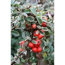 BAUHAUS Teppichmispel Cotoneaster Dammeri 'Juliette', Weiß