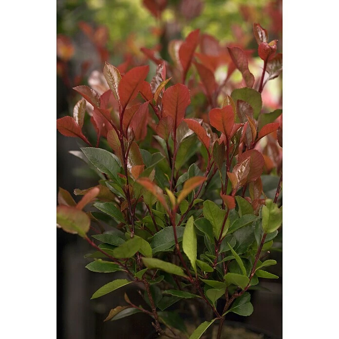BAUHAUS Piardino Glanzmispel Red Robin Photinia Fraseri 'Red Robin', Topfvolumen: 15 L 4 BAUHAUS Piardino Glanzmispel Red Robin Photinia Fraseri 'Red Robin', Topfvolumen: 15 L – Bild 2