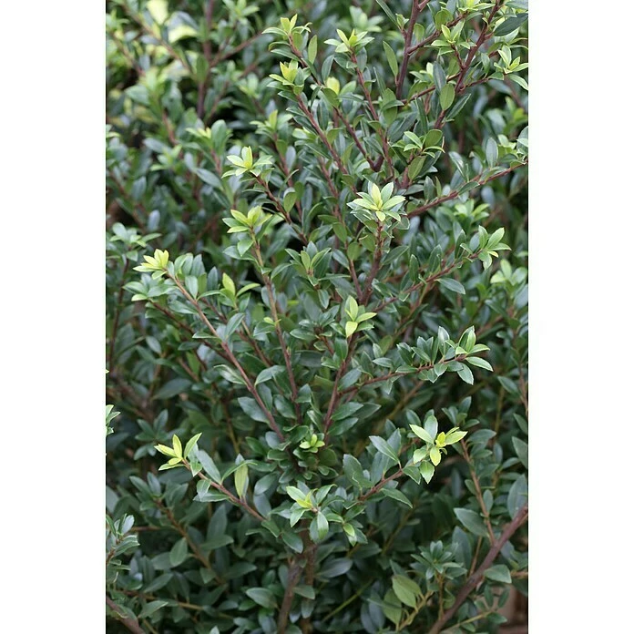 BAUHAUS Bergilex Kugel Ilex Crenata 'Ellipta Elegans', Aktuelle Wuchshöhe: 20 Cm - 30 Cm 3 BAUHAUS Bergilex Kugel Ilex Crenata 'Ellipta Elegans', Aktuelle Wuchshöhe: 20 Cm - 30 Cm