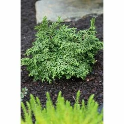 BAUHAUS Hinoki-Scheinzypresse Chamaecyparis Obtusa 'Maureen', Aktuelle Wuchshöhe: 30 Cm - 50 Cm