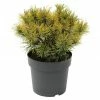BAUHAUS Berg-Kiefer Pinus Mugo 'Ophir', Topfvolumen: 4,6 L, Aktuelle Wuchshöhe: 15 Cm - 20 Cm -Gartenpflanzen Verkäufe 12 1323