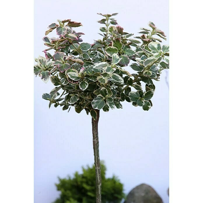 BAUHAUS Weißbunte Kriechspindel Stämmchen Euonymus Fortunei 'Emerald Gaiety', Weißbunt 3 BAUHAUS Weißbunte Kriechspindel Stämmchen Euonymus Fortunei 'Emerald Gaiety', Weißbunt