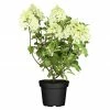 BAUHAUS Piardino Rispen-Hortensie Hydrangea Paniculata, Topfgröße: 23 Cm -Gartenpflanzen Verkäufe 12 1327