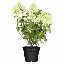 BAUHAUS Piardino Rispen-Hortensie Hydrangea Paniculata, Topfgröße: 23 Cm