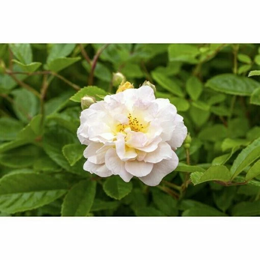 BAUHAUS Piardino Edelrose Rosa Hybride 'Annapurna ®', Weiß, Topfgröße: 19 Cm -Gartenpflanzen Verkäufe 12 1328