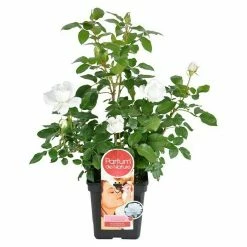 BAUHAUS Piardino Edelrose Rosa Hybride 'Annapurna ®', Weiß, Topfgröße: 19 Cm -Gartenpflanzen Verkäufe 12 1329