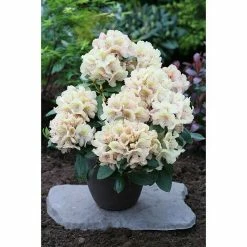 BAUHAUS Großblumiger Rhododendron Rhododendron 'Belkanto'(S) EASYDENDRON®, Topfvolumen: 5 L, Gelb
