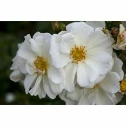 BAUHAUS Piardino Edelrose Rosa Hybride 'Annapurna ®', Weiß, Topfgröße: 19 Cm -Gartenpflanzen Verkäufe 12 1330