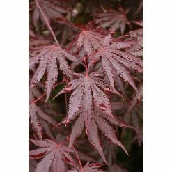 BAUHAUS Fächerahorn Acer Palmatum 'Trompenburg'