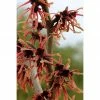 BAUHAUS Zaubernuss Hamamelis Intermedia'Ruby Glow', 50 Cm - 70 Cm, Rot -Gartenpflanzen Verkäufe 12 1333