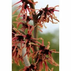 BAUHAUS Zaubernuss Hamamelis Intermedia'Ruby Glow', 50 Cm - 70 Cm, Rot