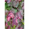 BAUHAUS Judasbaum Cercis Canadensis 'Forest Pansy', Aktuelle Wuchshöhe: 125 Cm - 150 Cm