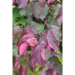 BAUHAUS Judasbaum Cercis Canadensis 'Forest Pansy', Aktuelle Wuchshöhe: 125 Cm - 150 Cm