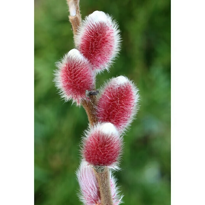 BAUHAUS Kätzchenweide Salix Gracilistyla 'Rote Pfote'(S), Aktuelle Wuchshöhe: 30 Cm - 50 Cm 3 BAUHAUS Kätzchenweide Salix Gracilistyla 'Rote Pfote'(S), Aktuelle Wuchshöhe: 30 Cm - 50 Cm