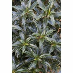 BAUHAUS Stechpalme Ilex Aquifolium 'Heckenzwerg'®(S)