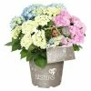 BAUHAUS Bauernhortensie Hydrangea Macrophylla 'Three Sisters'® Pastell, Topfvolumen: 6 L, Dreifarbig Pastell -Gartenpflanzen Verkäufe 12 1339