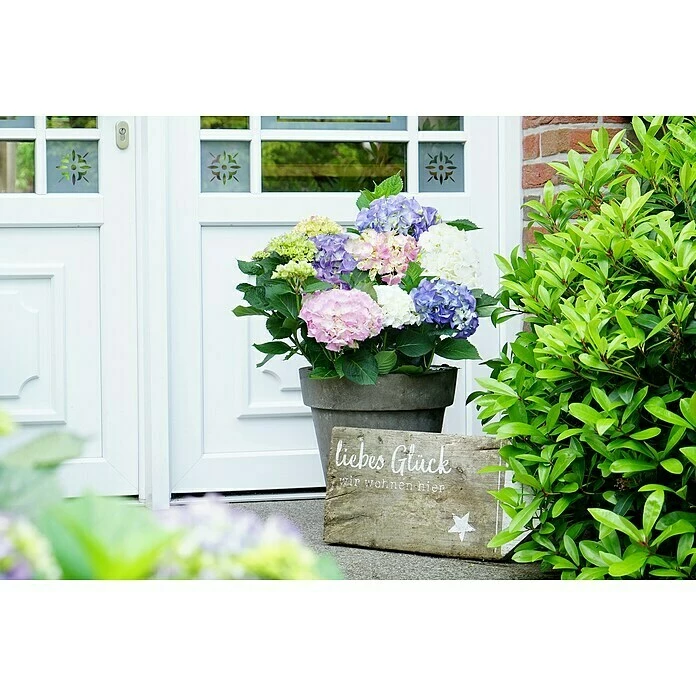 BAUHAUS Bauernhortensie Hydrangea Macrophylla 'Three Sisters'® Pastell, Topfvolumen: 6 L, Dreifarbig Pastell 4 BAUHAUS Bauernhortensie Hydrangea Macrophylla 'Three Sisters'® Pastell, Topfvolumen: 6 L, Dreifarbig Pastell – Bild 2