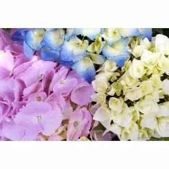 BAUHAUS Bauernhortensie Hydrangea Macrophylla 'Three Sisters'® Pastell, Topfvolumen: 6 L, Dreifarbig Pastell 7 BAUHAUS Bauernhortensie Hydrangea Macrophylla 'Three Sisters'® Pastell, Topfvolumen: 6 L, Dreifarbig Pastell -Gartenpflanzen Verkäufe 12 1341