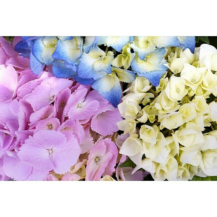 BAUHAUS Bauernhortensie Hydrangea Macrophylla 'Three Sisters'® Pastell, Topfvolumen: 6 L, Dreifarbig Pastell 5 BAUHAUS Bauernhortensie Hydrangea Macrophylla 'Three Sisters'® Pastell, Topfvolumen: 6 L, Dreifarbig Pastell – Bild 3