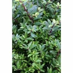 BAUHAUS Bergilex Stämmchen Ilex Crenata 'Twiggy', Aktuelle Wuchshöhe: 70 Cm - 90 Cm